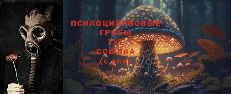 Псилоцибиновые грибы Cubensis  ОМГ ОМГ онион  Кедровый 